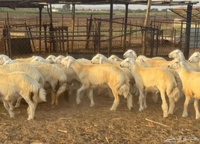 طليان ورخال حرية 36 1
