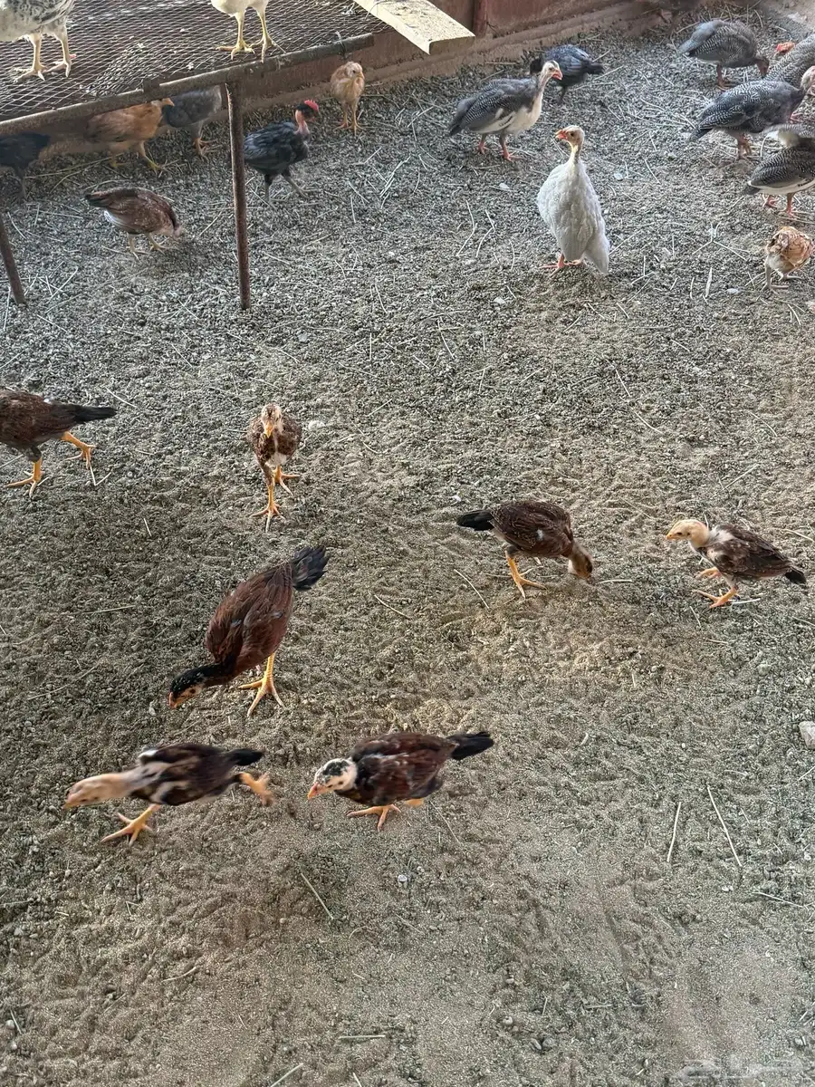 دجاج بلدي 5