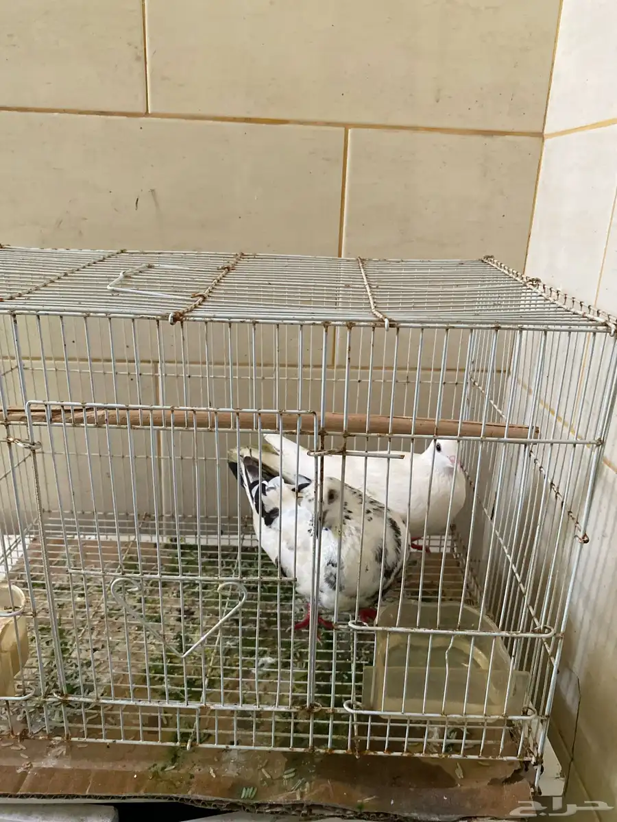 زوج حمام 0