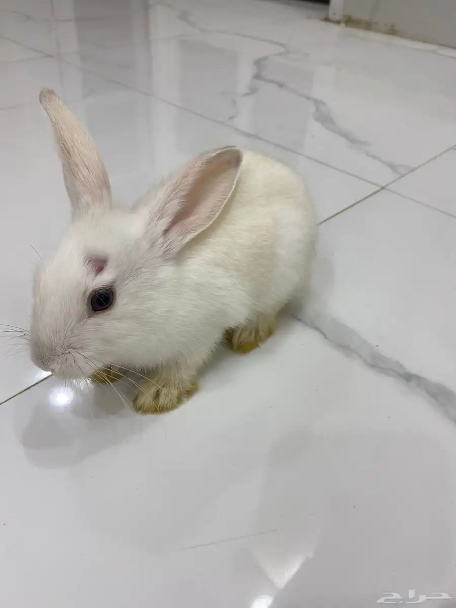 ارنب 1