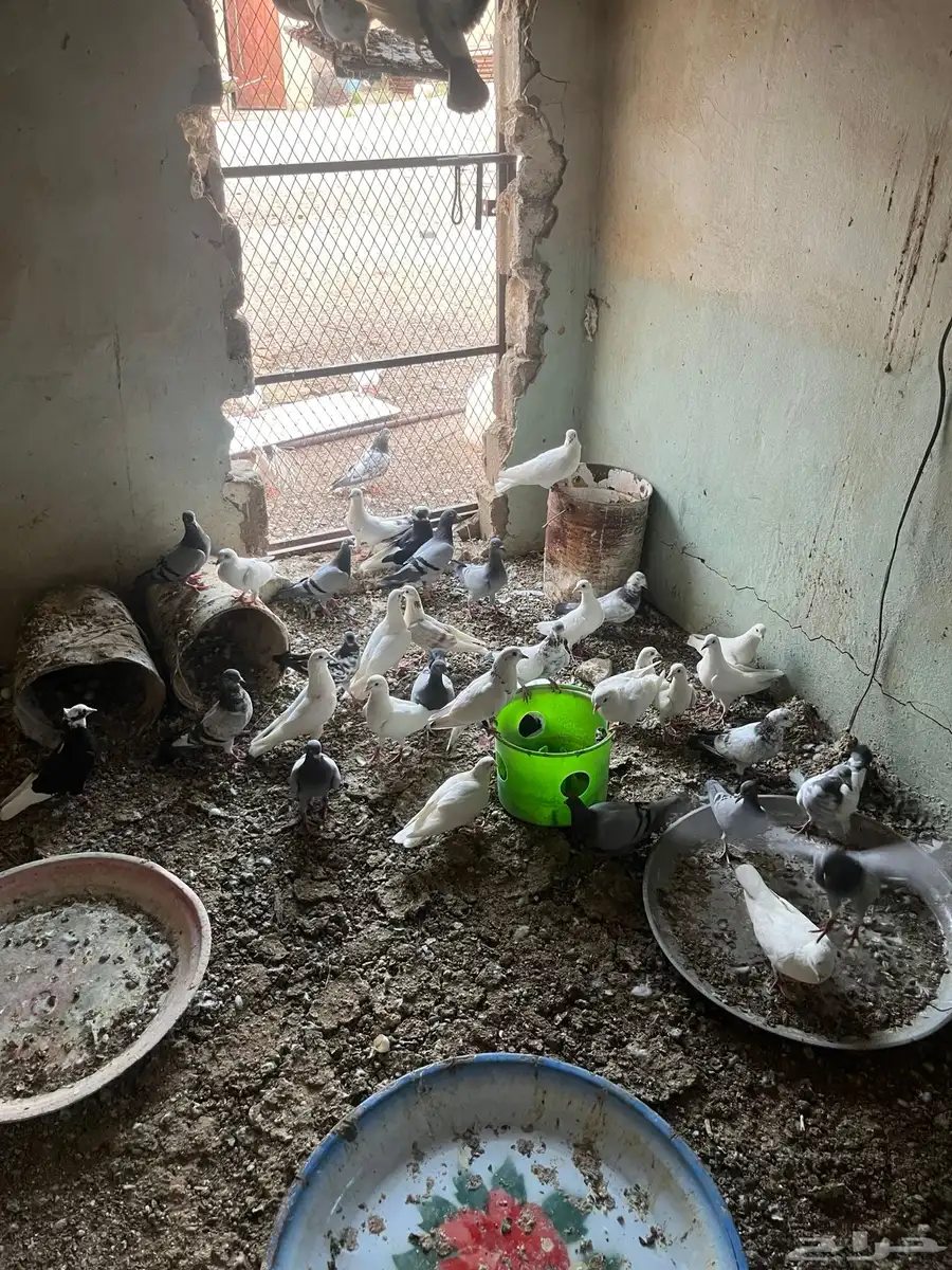 حمام مشكل منتج 2