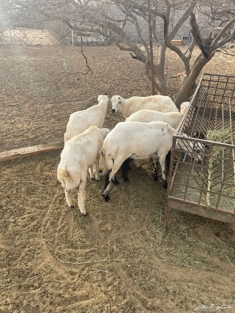 خمسه فران بلدي 5