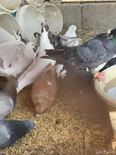 حمام قطيفي قلاب جو أساسات 16