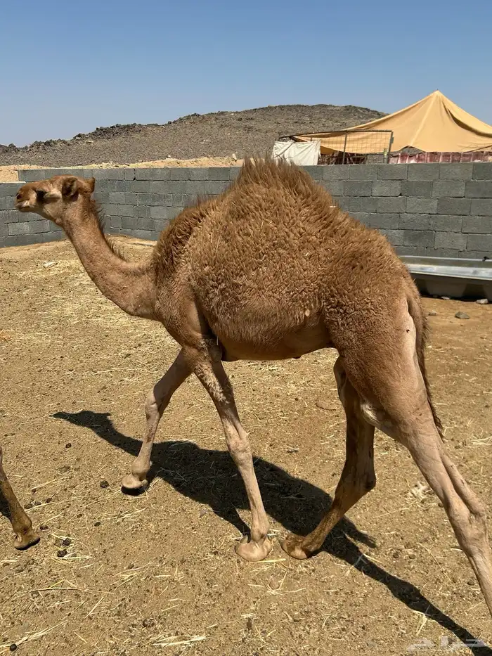 حشو قعدان للبيع 1