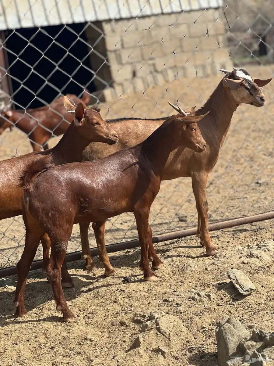 جفار دهم 5