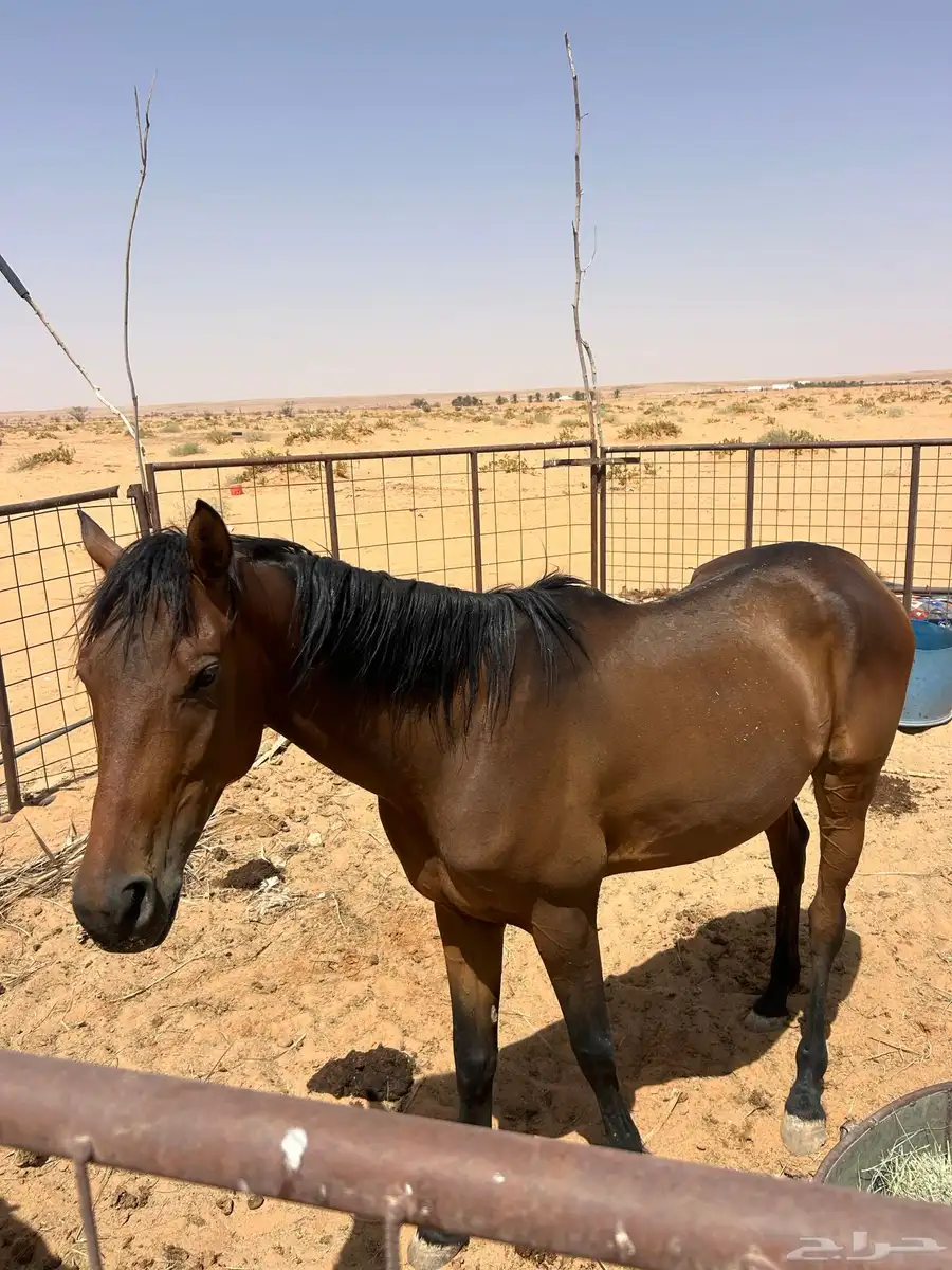 حصان شعبي 1
