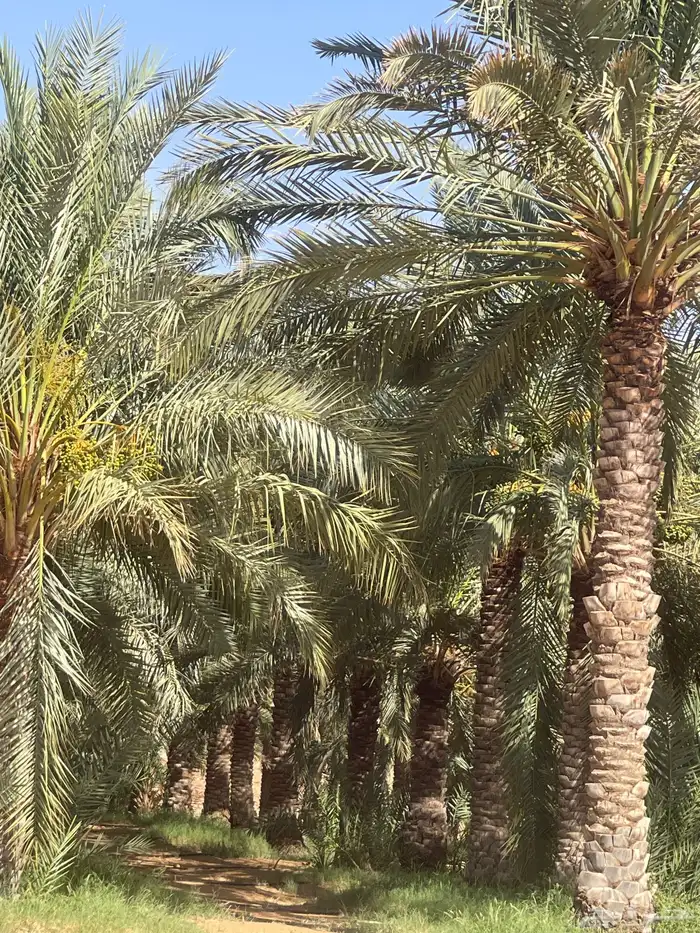 توريد جميع انواع النخيل ومحاصيلها. والزيتون. من مشاريعنا 0
