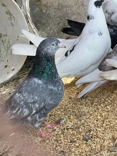حمام قطيفي قلاب جو أساسات 7
