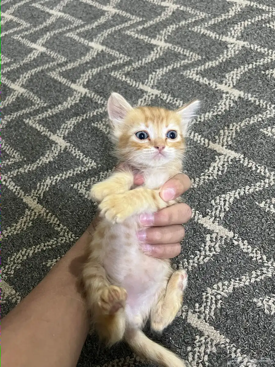 قطط 2
