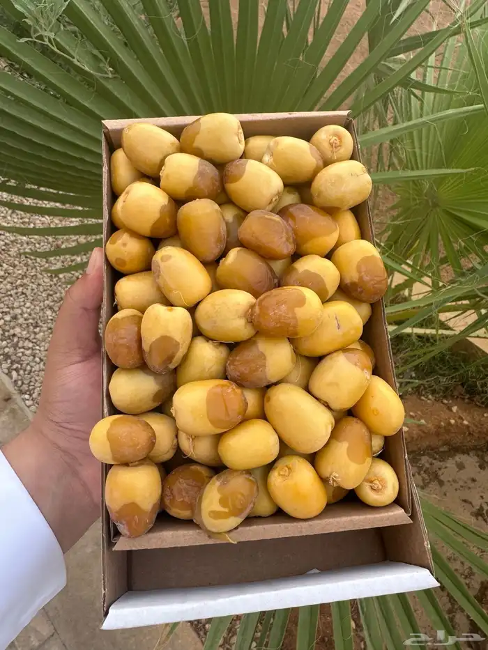 إخلاص الأحساء 3