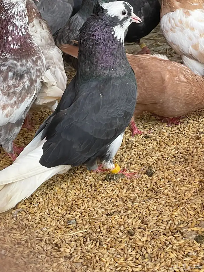 حمام قطيفي قلاب جو أساسات 9