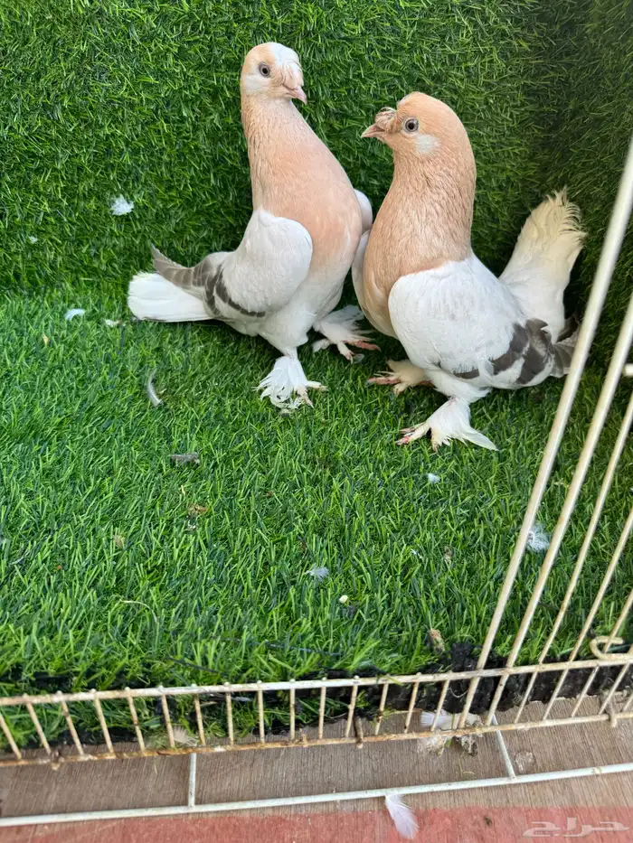 جوز تركي اورفلي 0