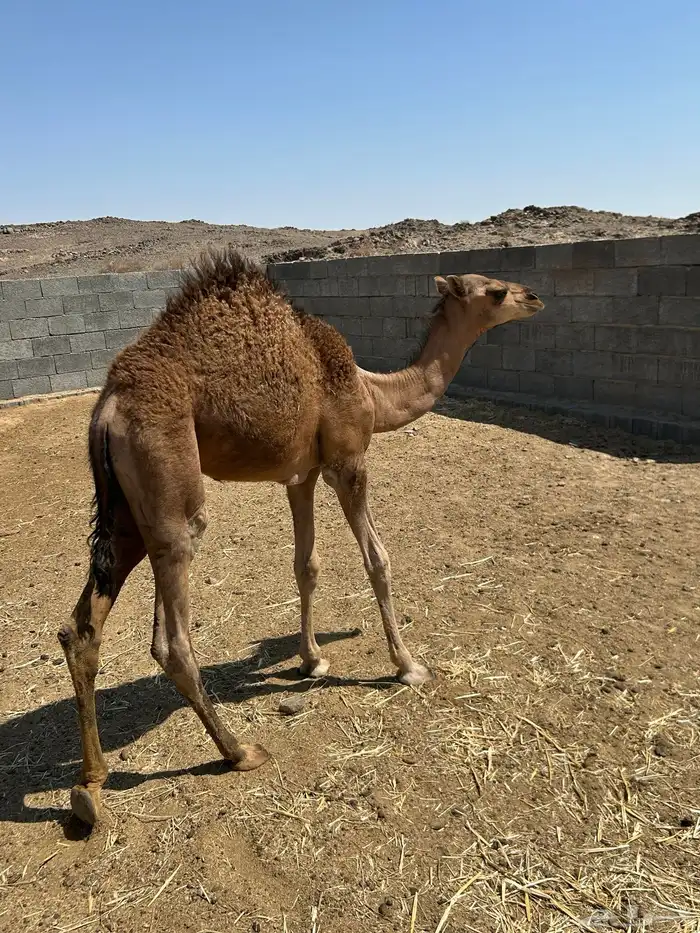 حشو قعدان للبيع 7
