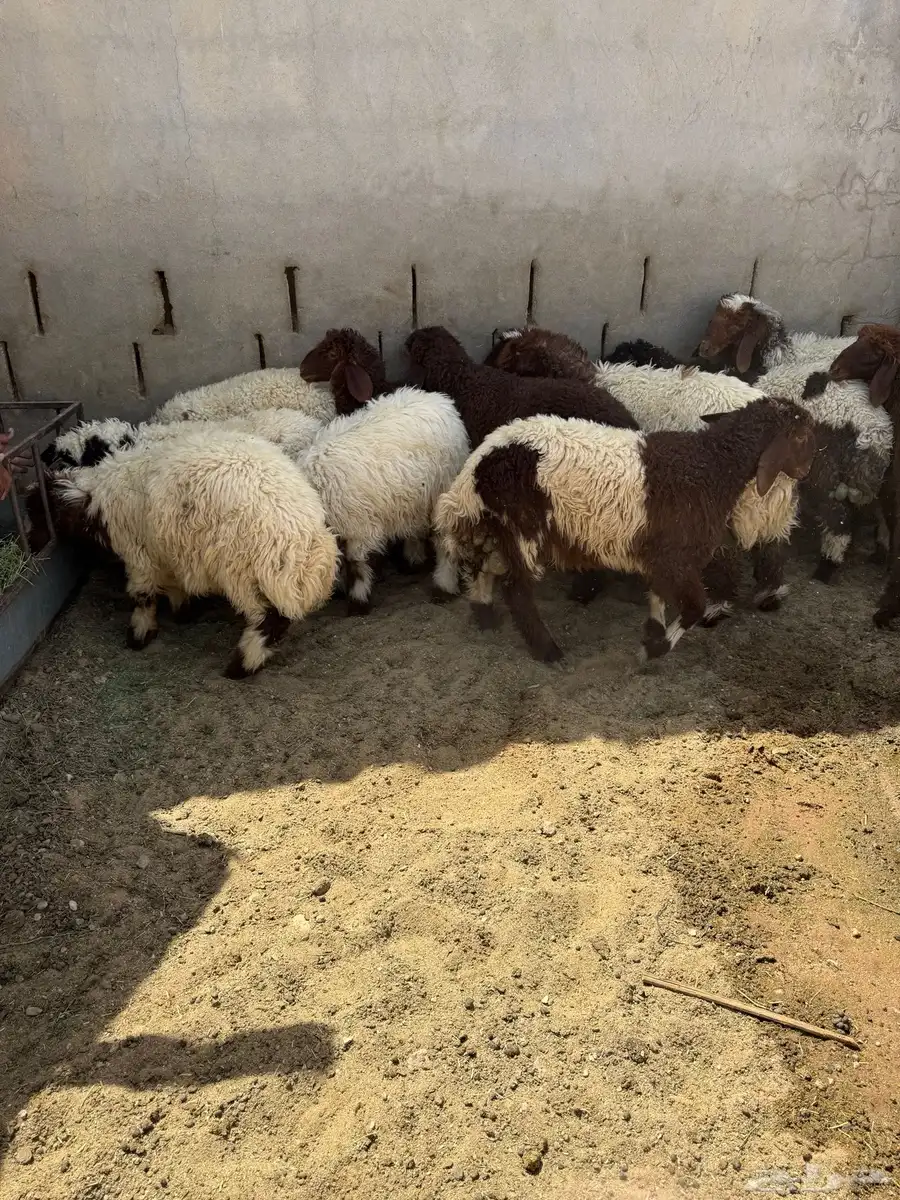 بهم نعيم فاخر 1