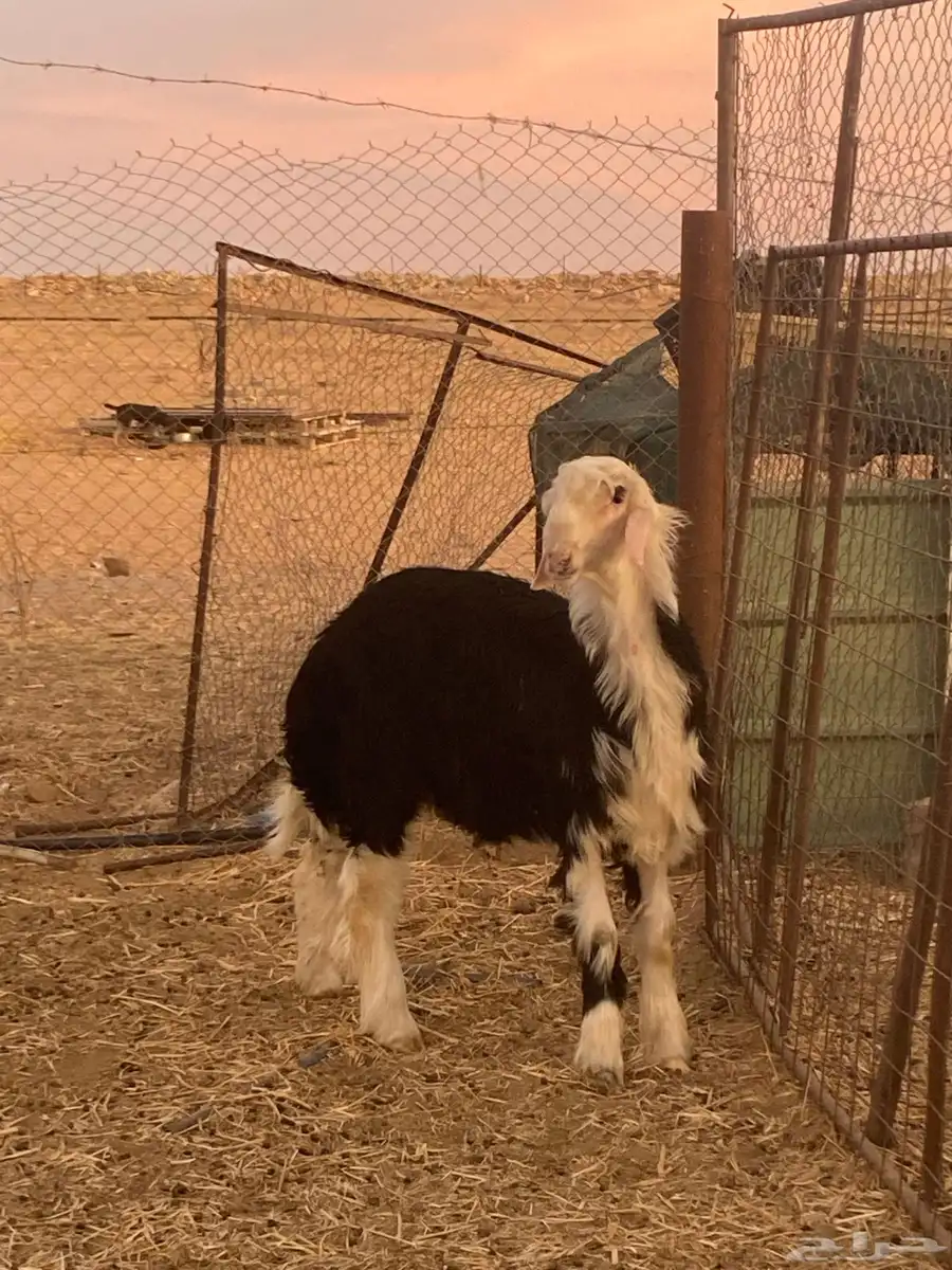 مشروع فحل 1