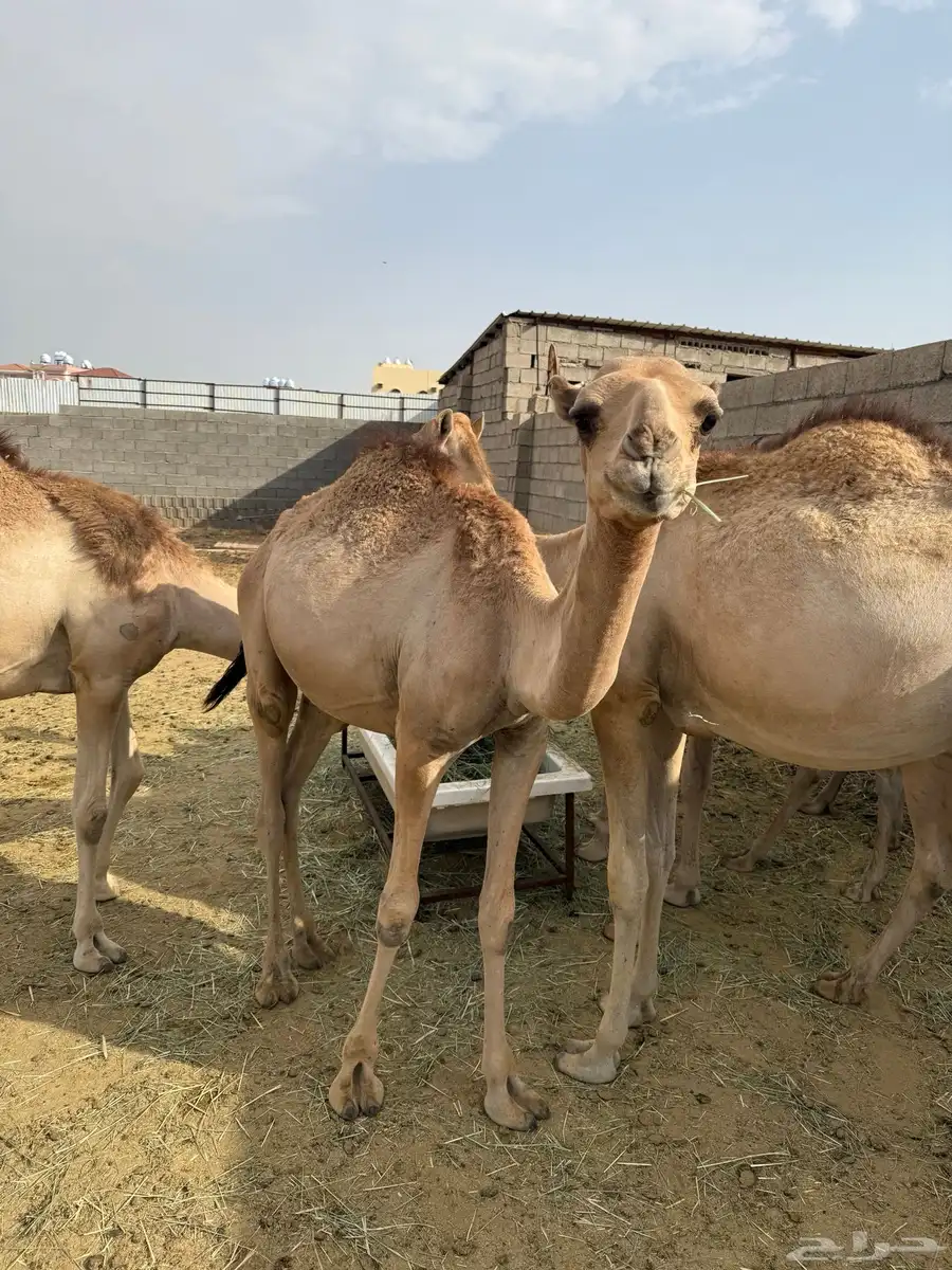حشوان للبيع 3