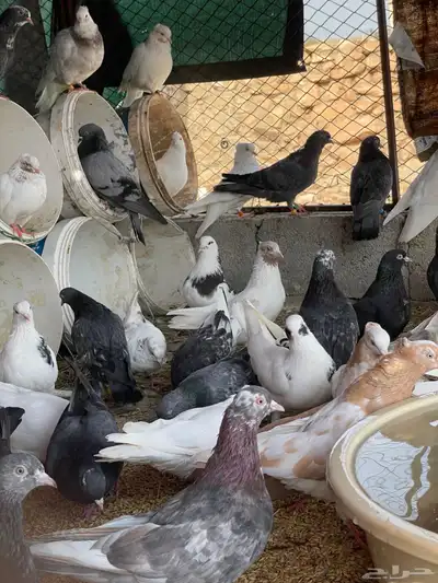 حمام قطيفي قلاب جو أساسات 6