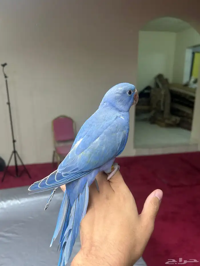 دره بنفسجي اليف و يوجد أقساط تم البيع 4