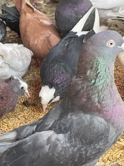 حمام قطيفي قلاب جو أساسات 10