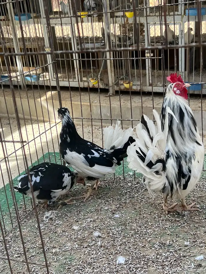 اطقم دجاج كويتي البطريق مستويات فاخرة وألوان مميزة 1