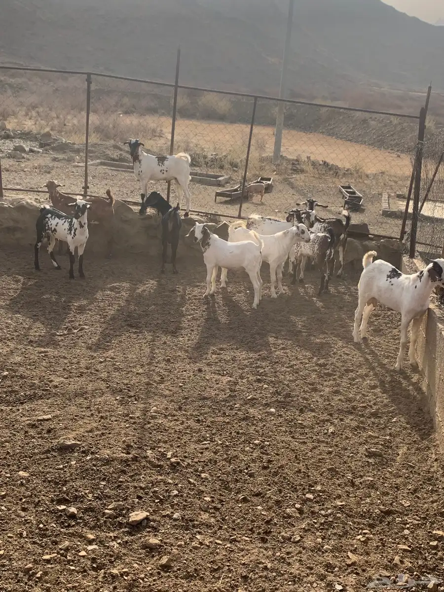 تيوس للبيع 1