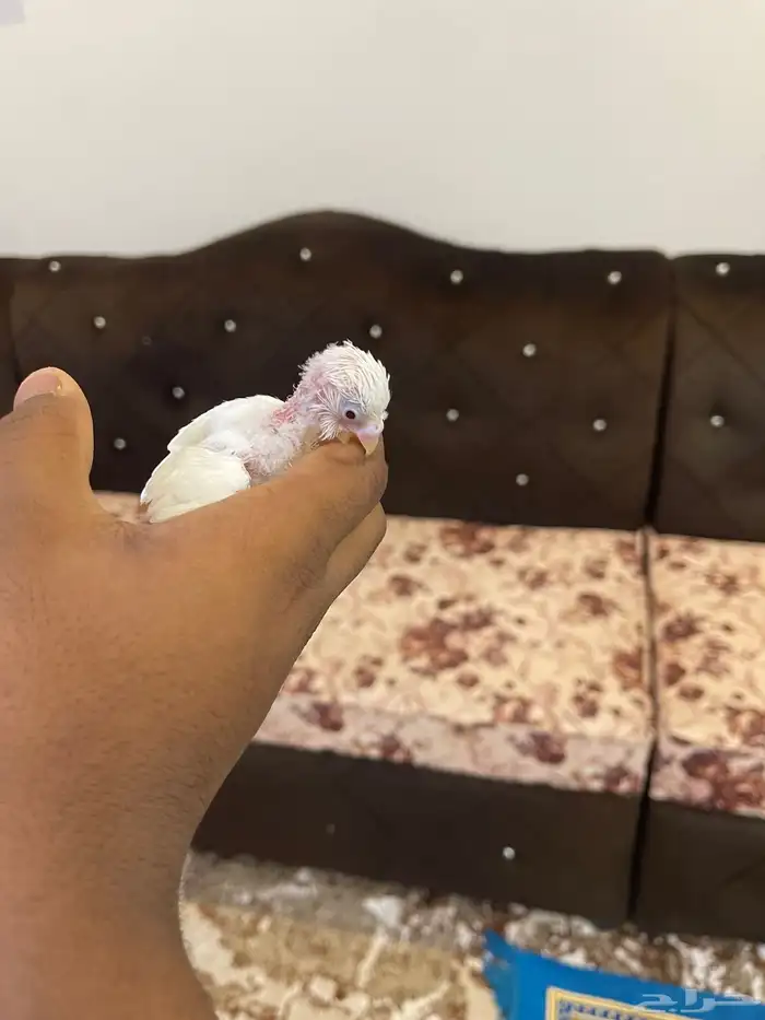 فرخ بادجي تم البيع 3