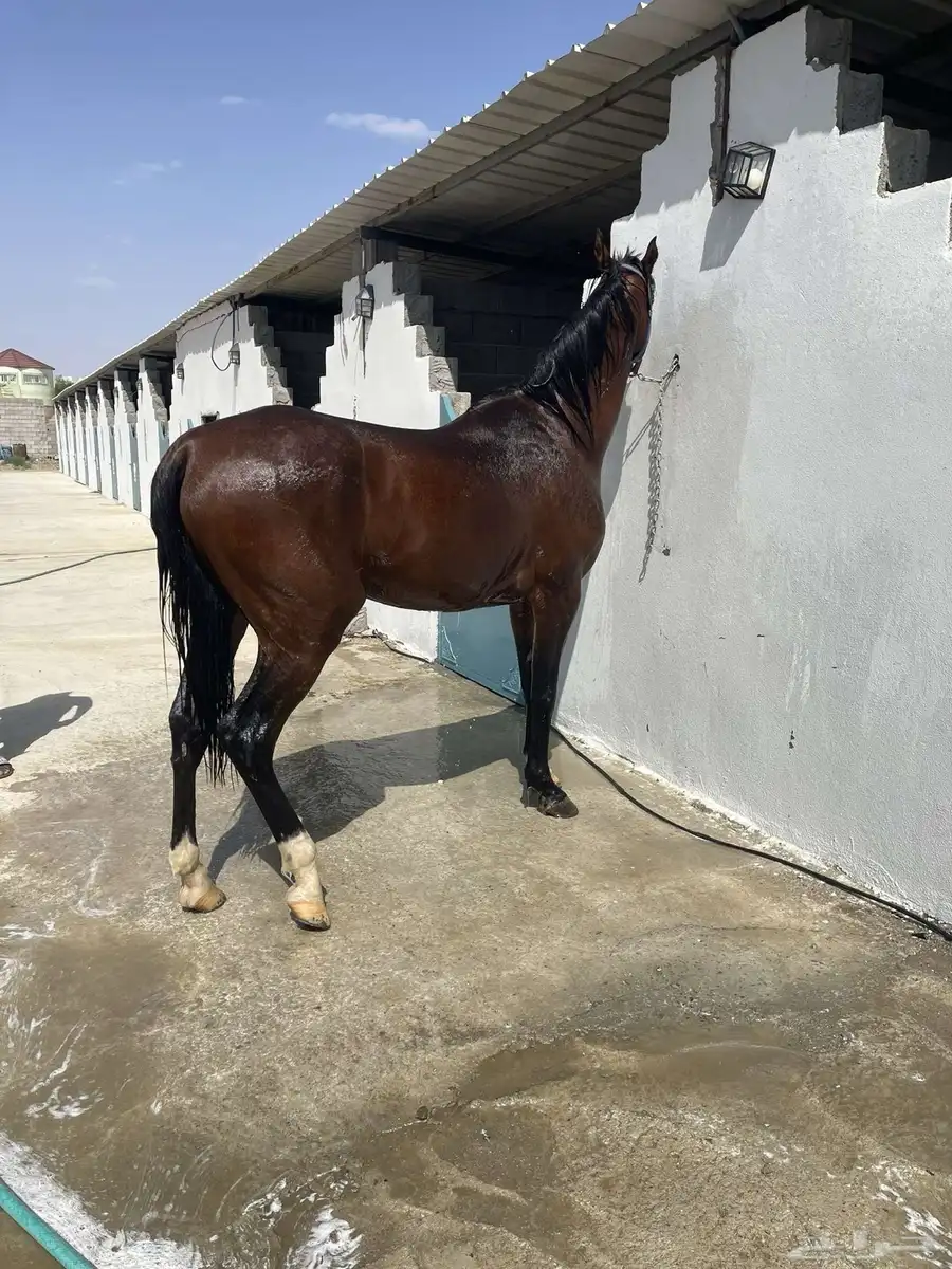حصان خيل واهو ورق 1
