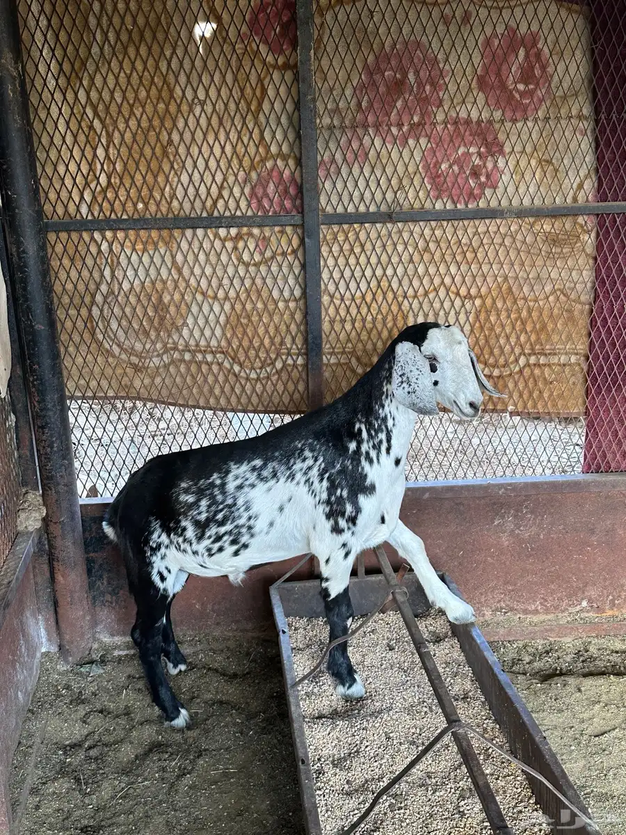 تيس 7