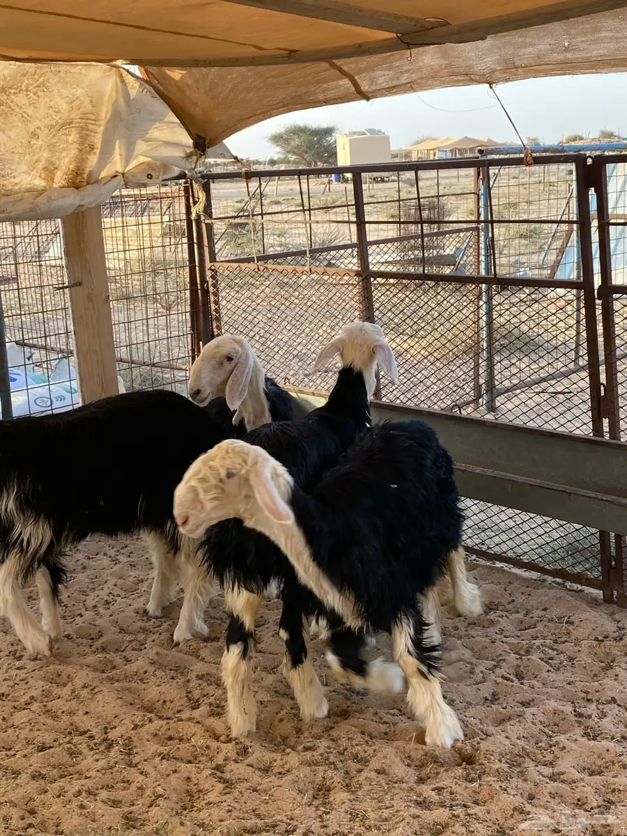الطائف 3