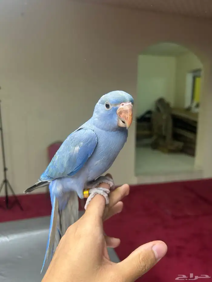 دره بنفسجي اليف و يوجد أقساط تم البيع 1