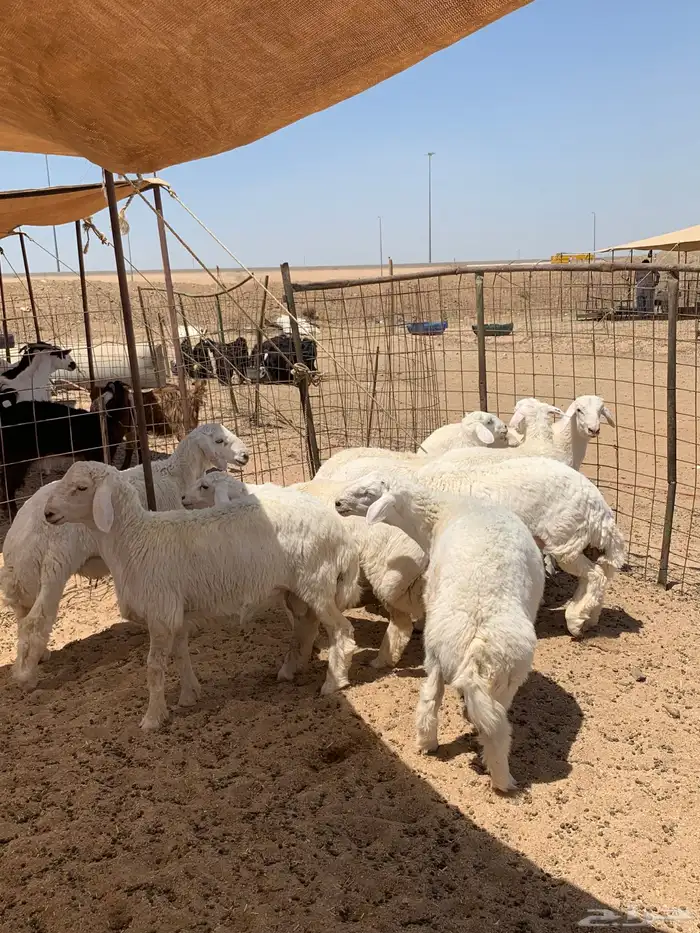 طليان جبره حري كبار ويبيض الوجه ذبايح ضيوف يوجد توصيل 1