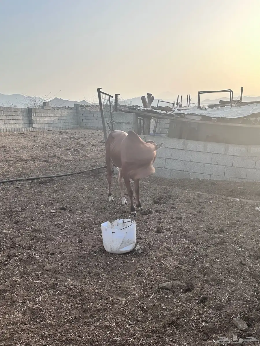 حسيل بلدي عمره 10 شهور 1