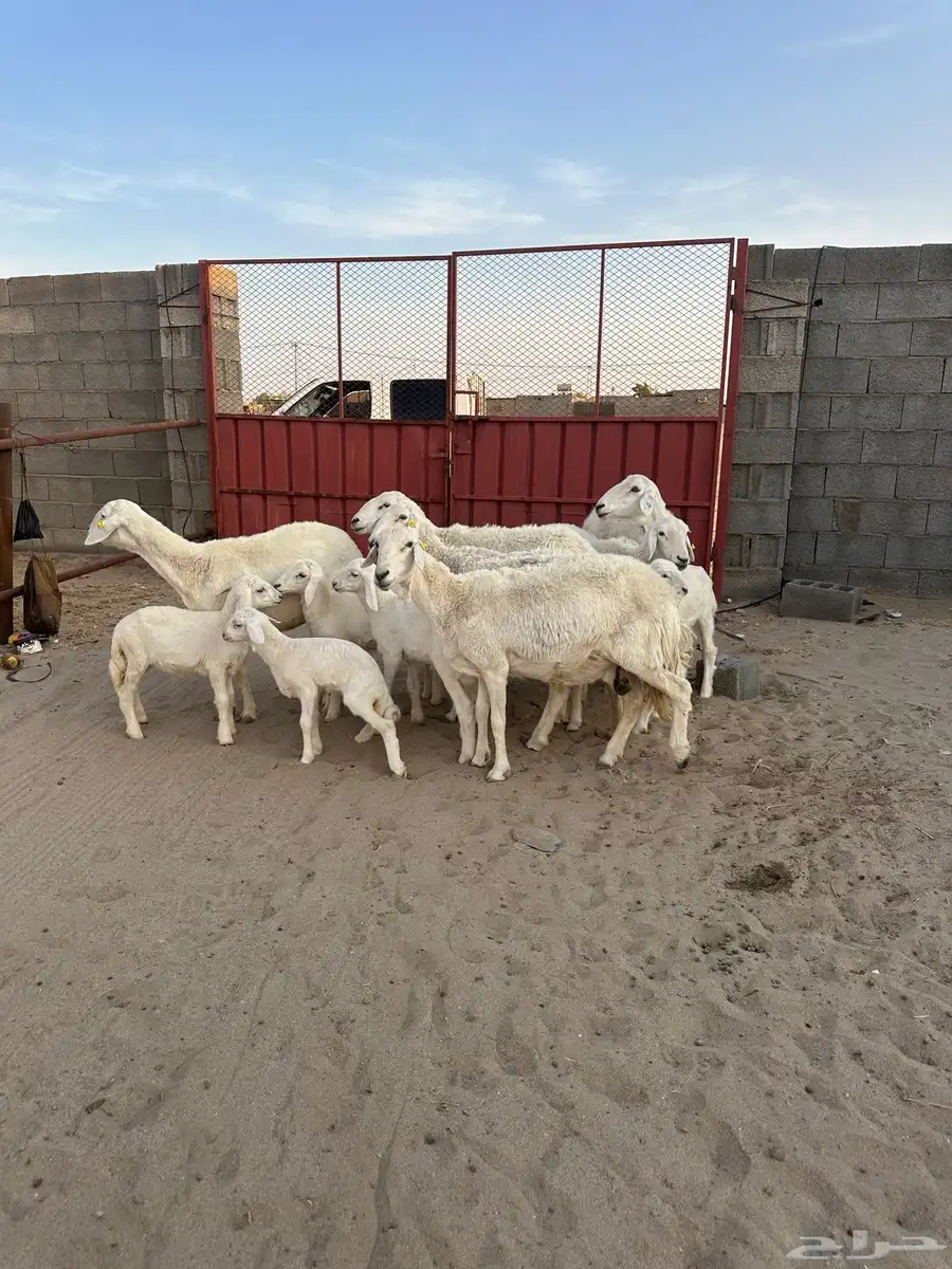 للبيع غنم خلفات نضيفه مراح واحد بهمها كبار 0