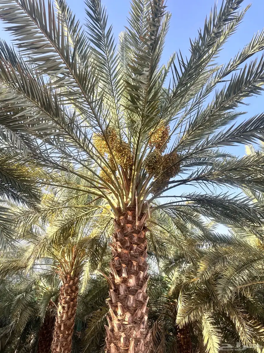 صيف نخل برني وعجوة 0