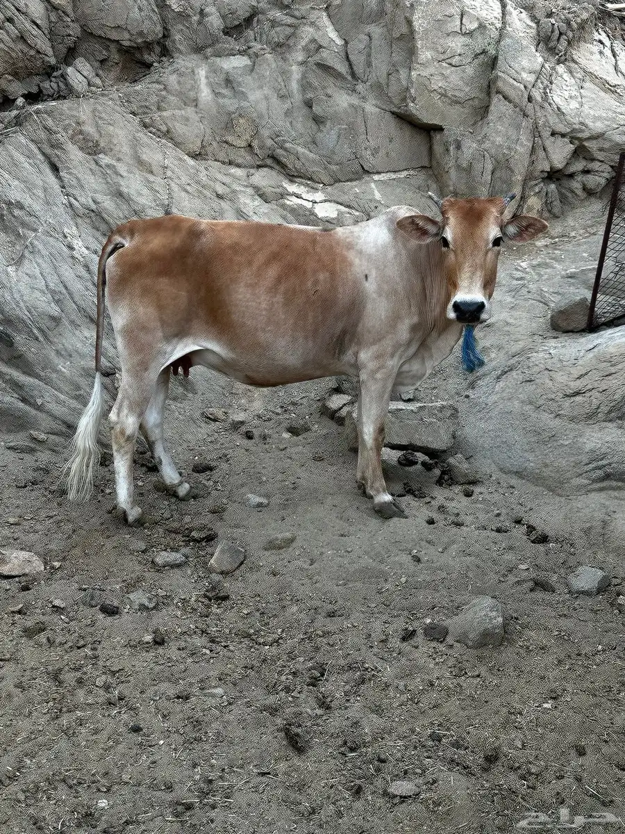 بقر 5