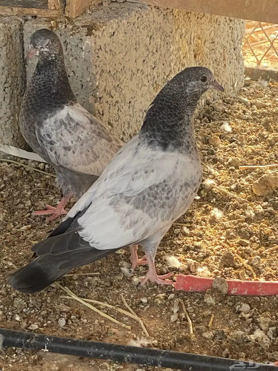 طبات باكستاني 10