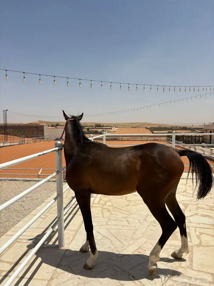 مهر واهو حفيد ابطال 3