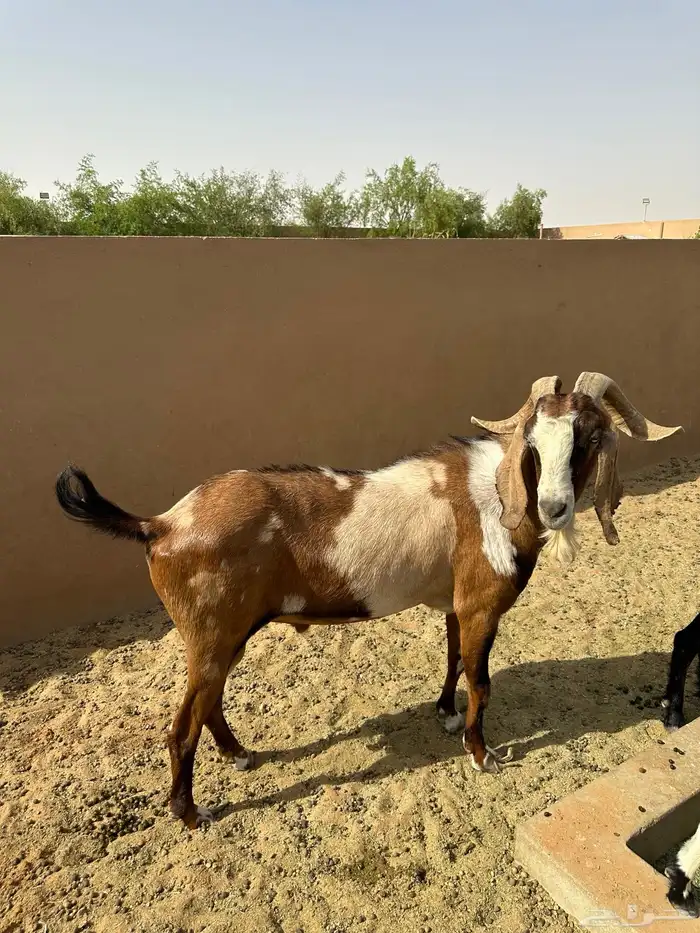 تيس فحل 1