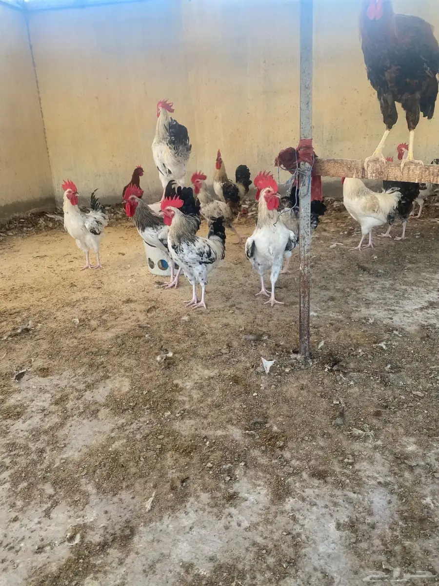 ديوك فرنسي 0