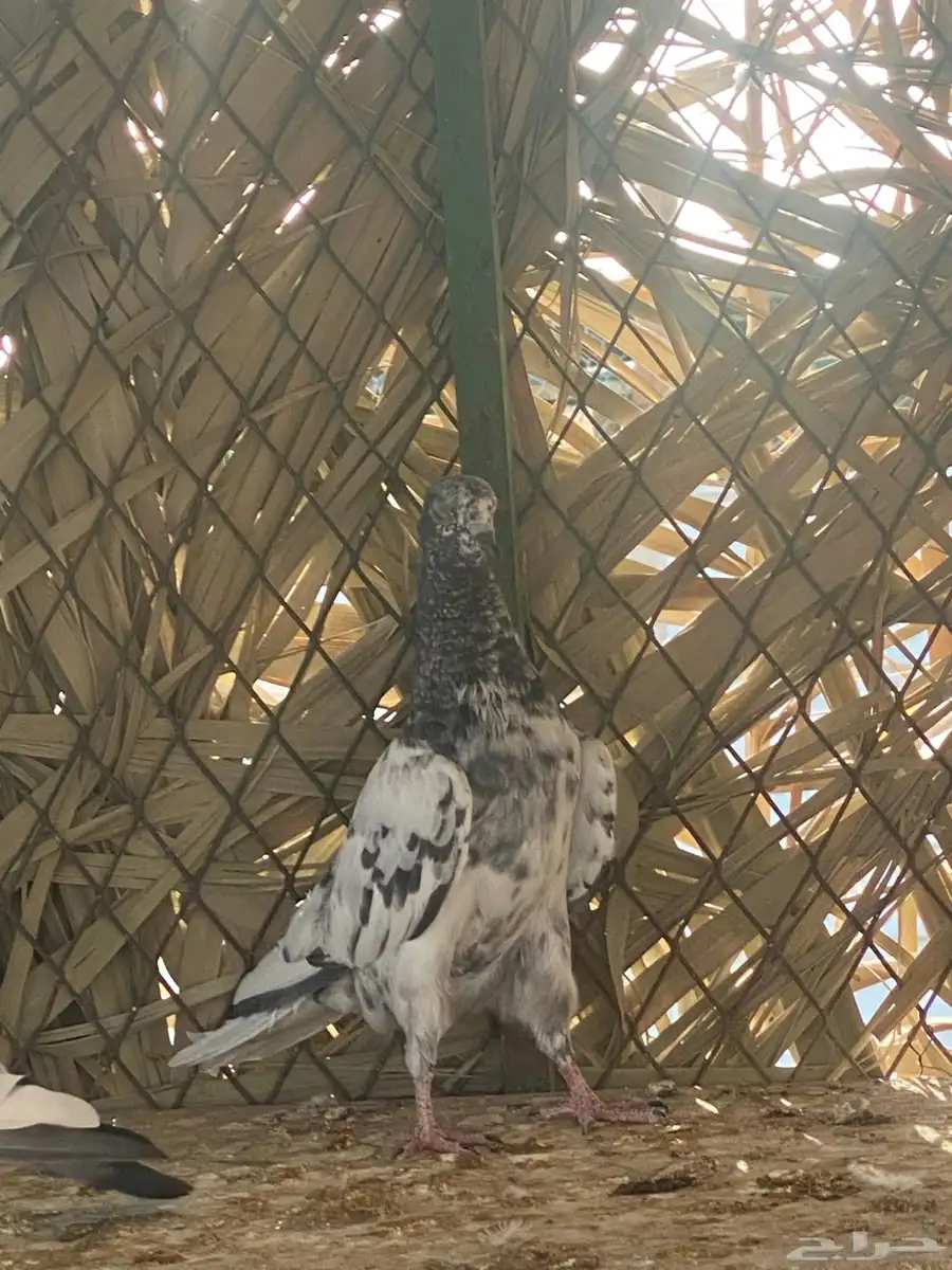 طبات باكستاني 11