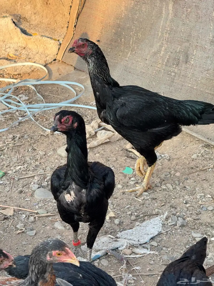 صوص باكستاني اصيل 11