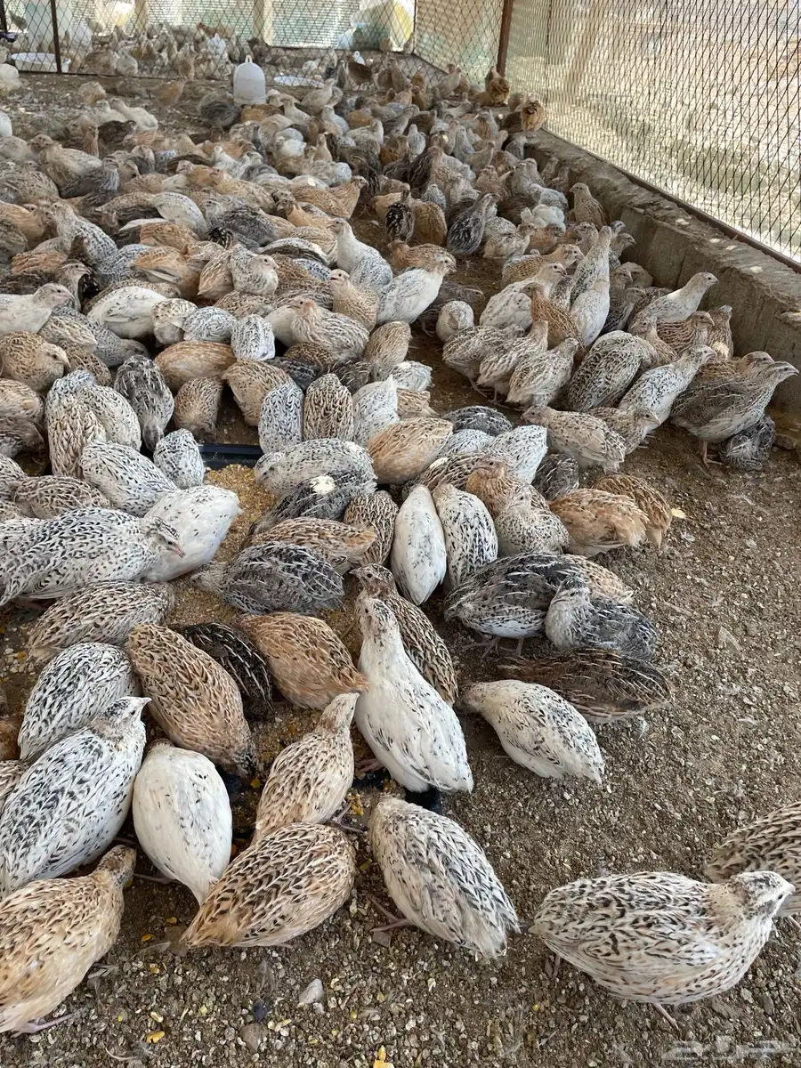 للبيع سمان 0