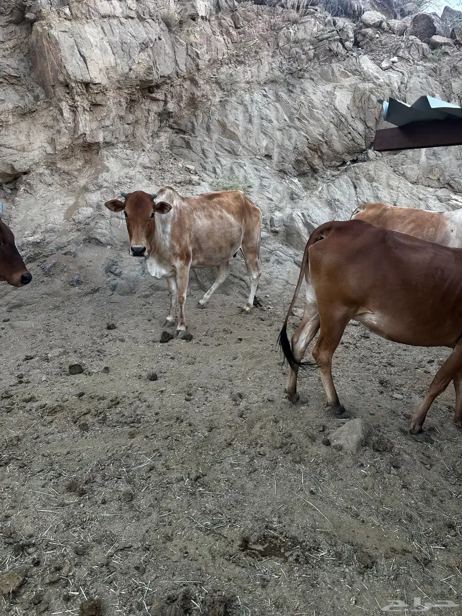 بقر 2