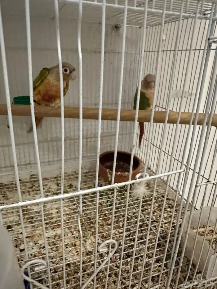 جوز كنيور اناناس 0