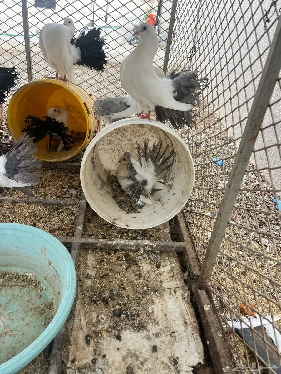 حمام رقاص منتج 0