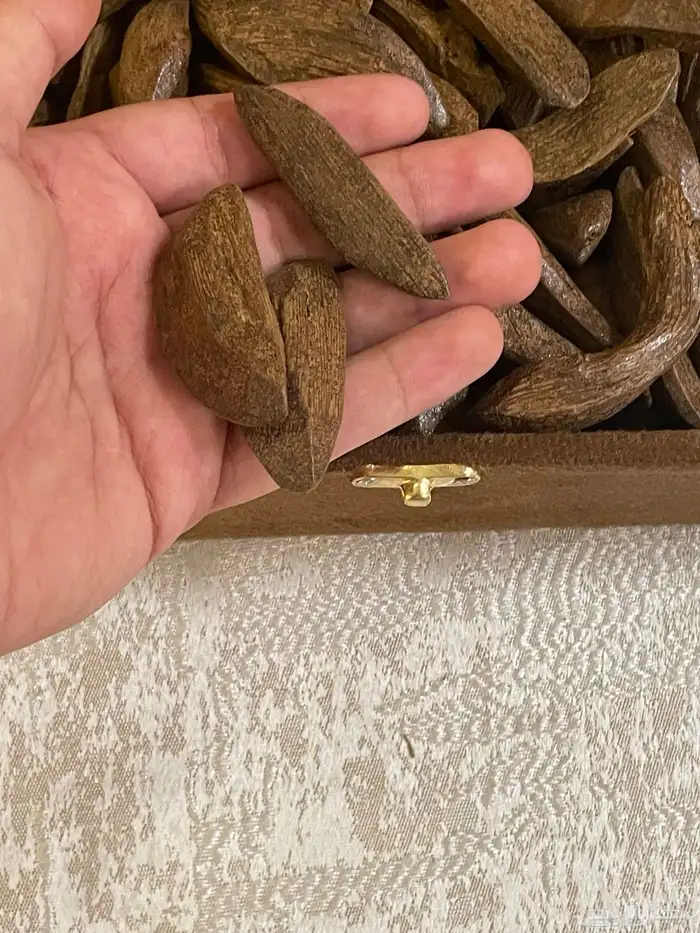 عود مروكي محسن 2