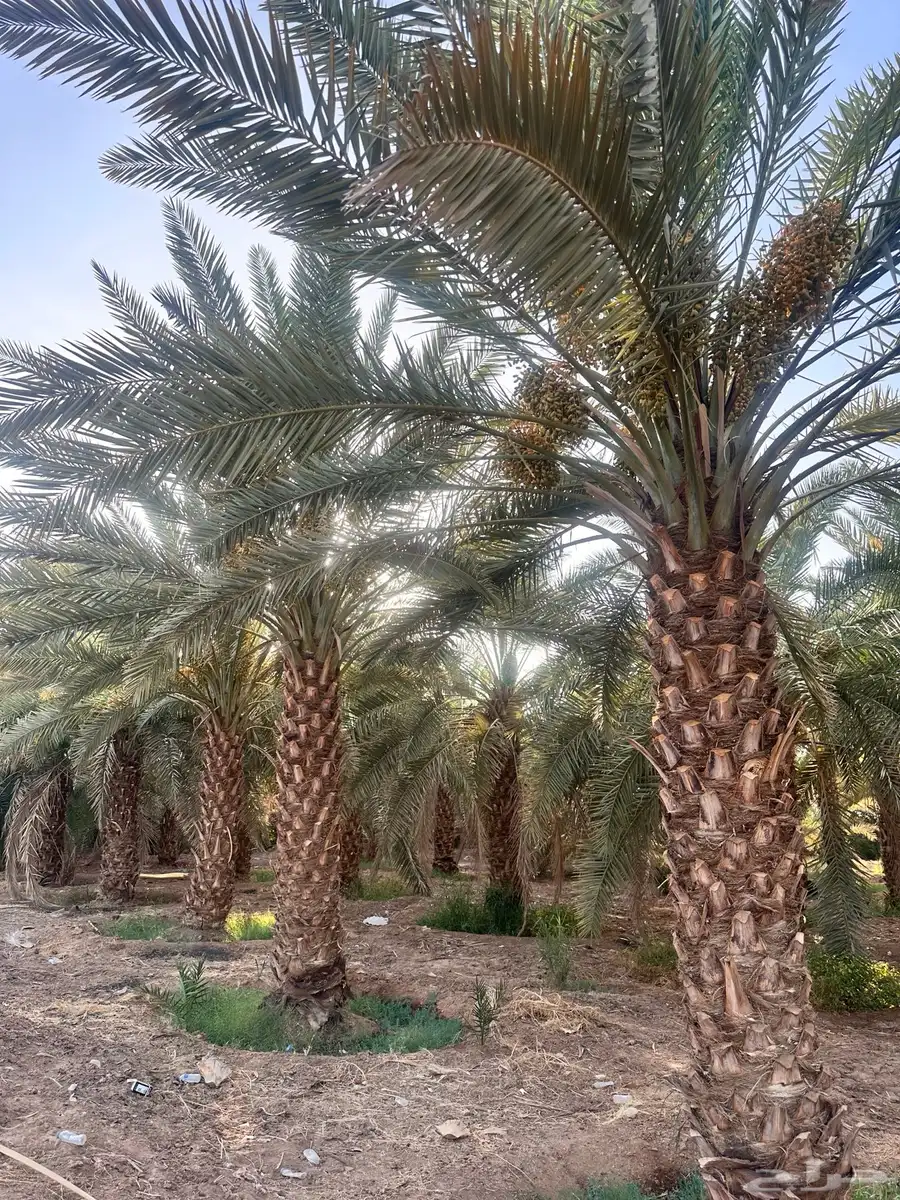 صيف نخل برني وعجوة 1