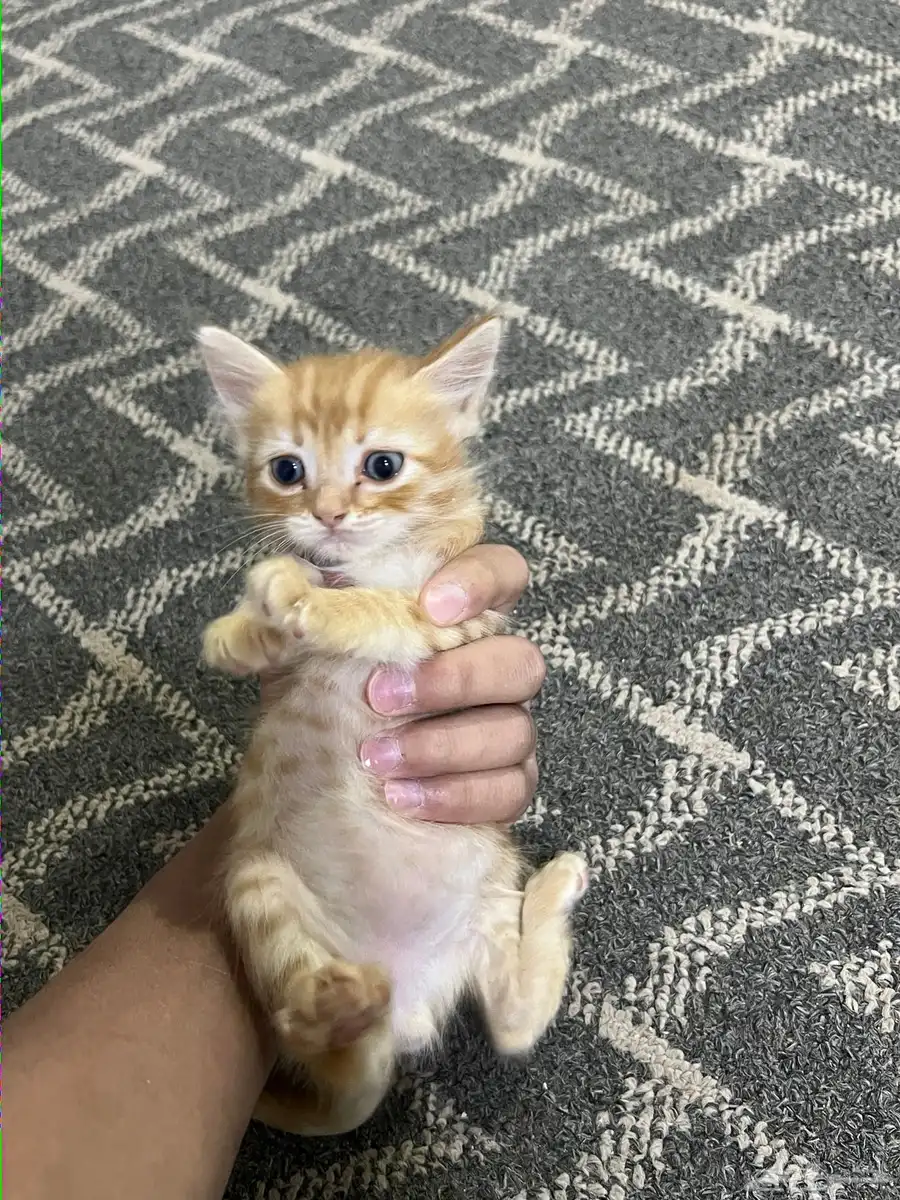 قطط 3