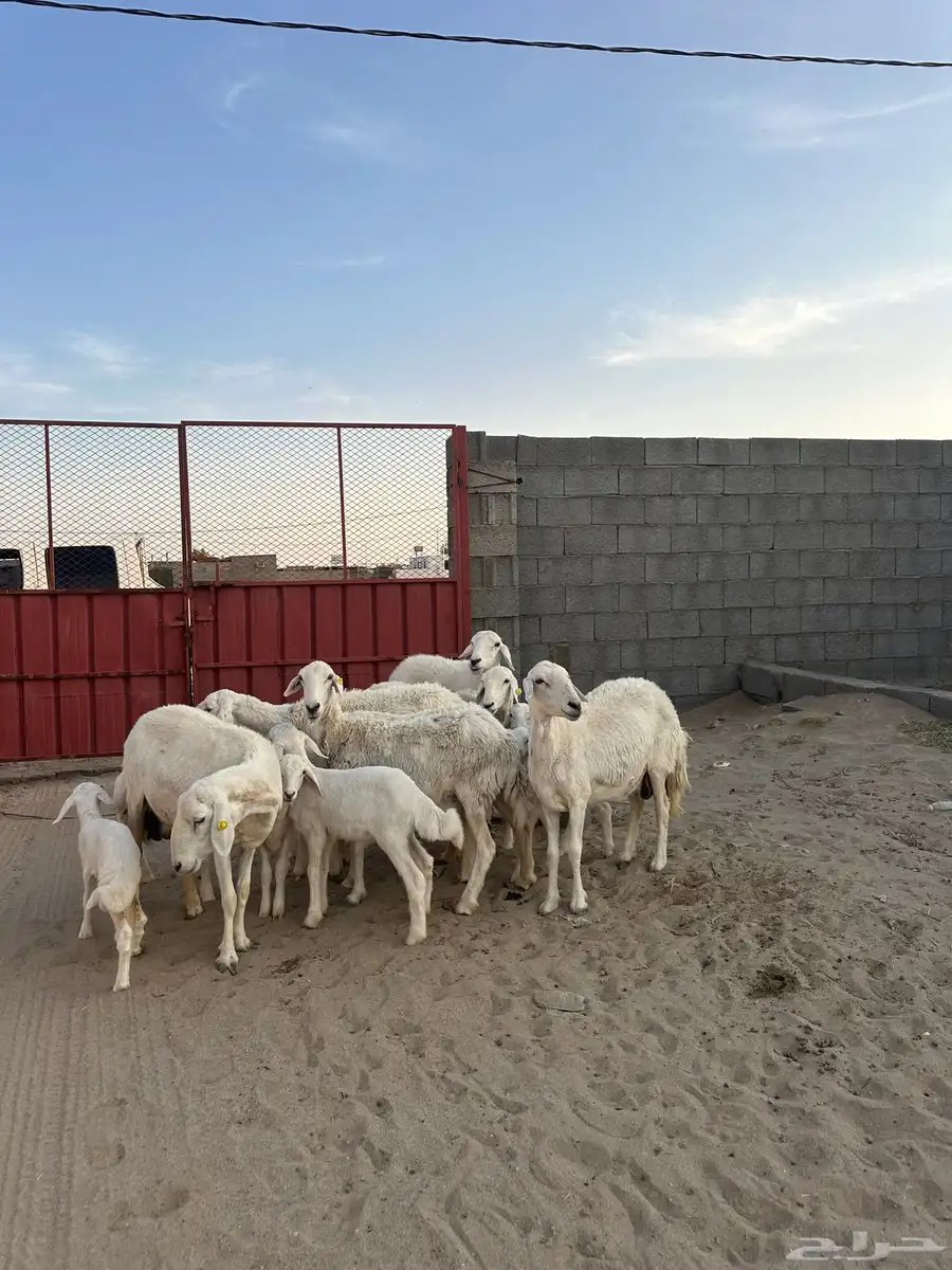 للبيع غنم خلفات نضيفه مراح واحد بهمها كبار 2