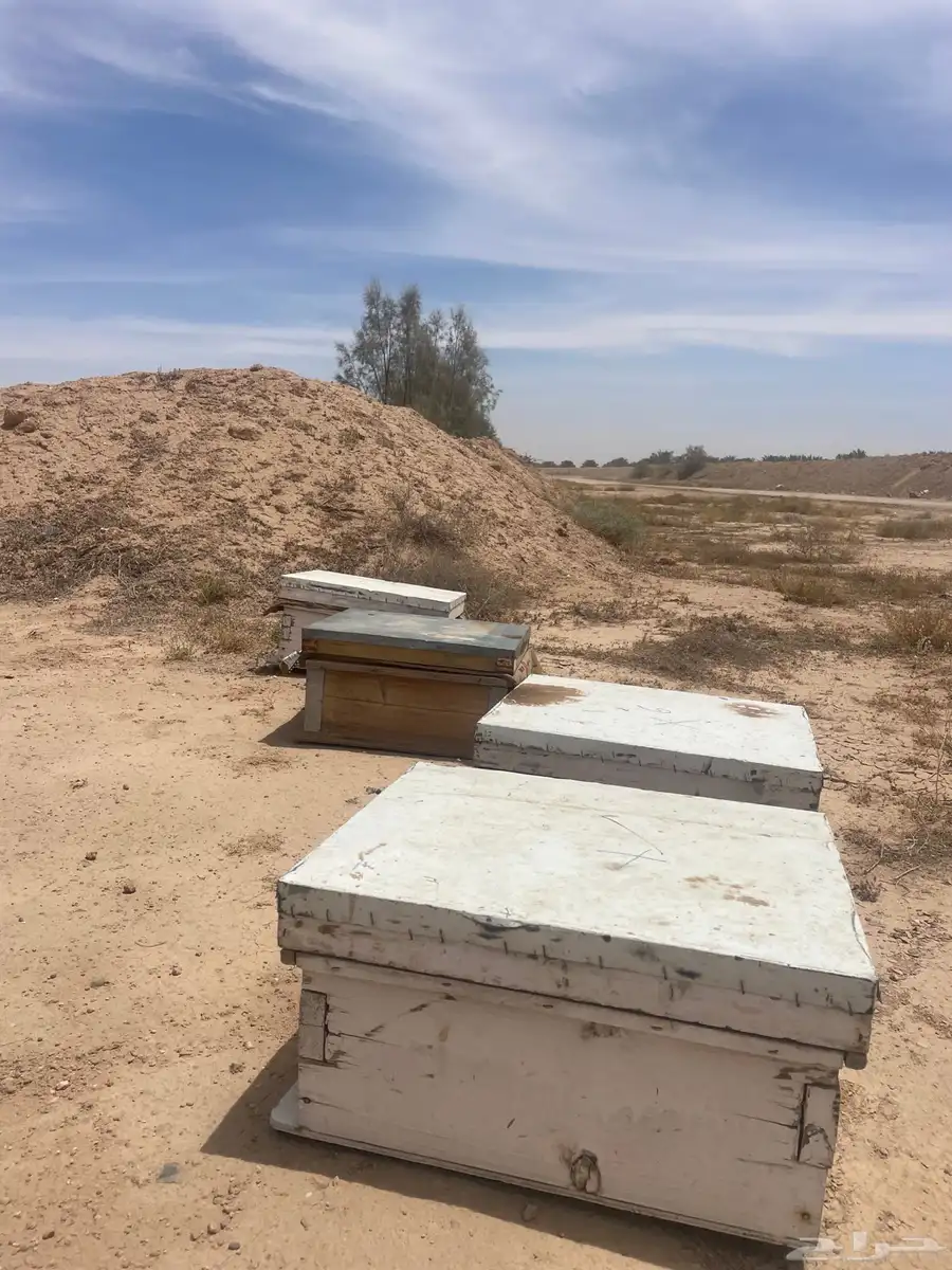 خلايا نحل 0